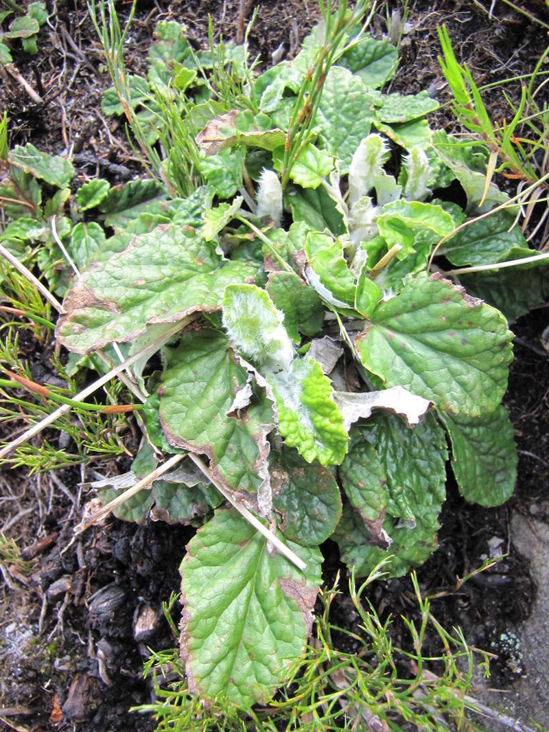 Hermas quercifolia photo 4