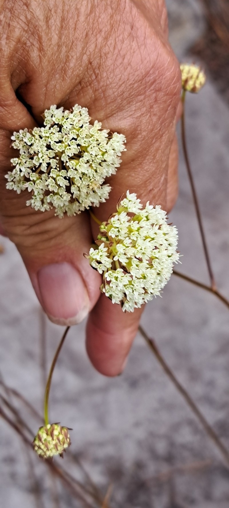Hermas quercifolia photo 6