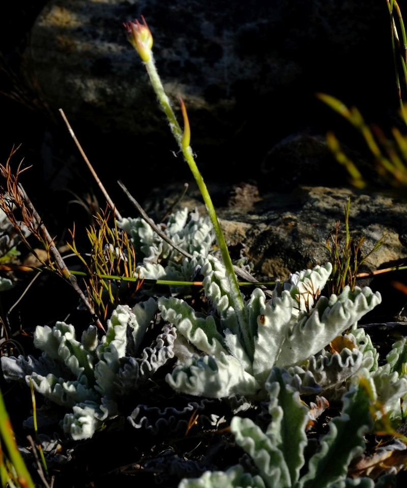 Hermas quercifolia photo 7