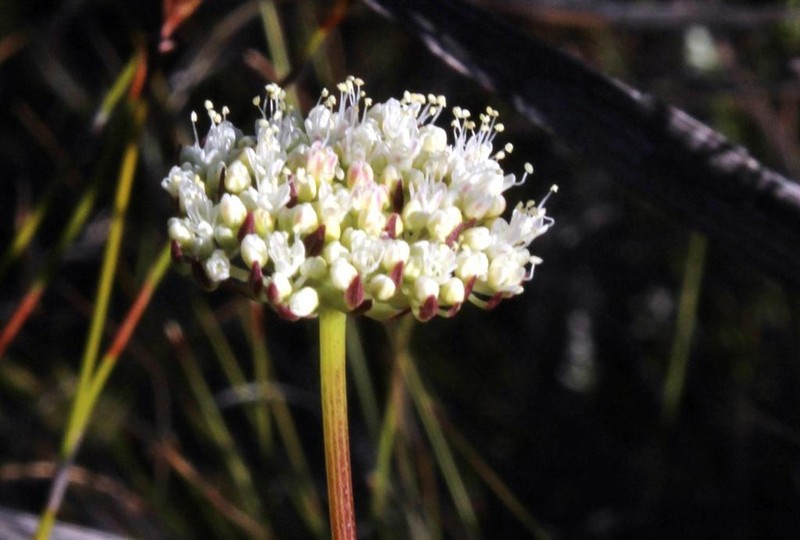 Hermas quercifolia photo 8