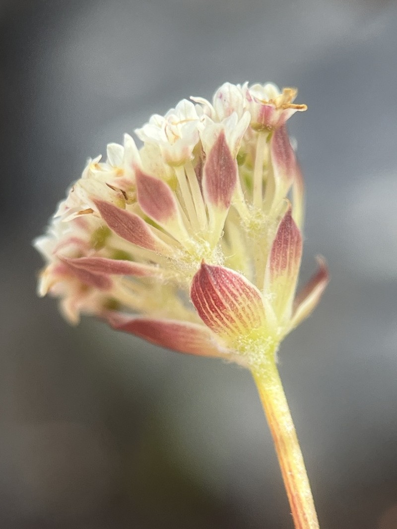 Hermas quinquedentata
