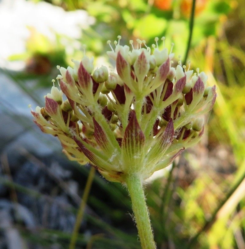 Hermas quinquedentata photo 2