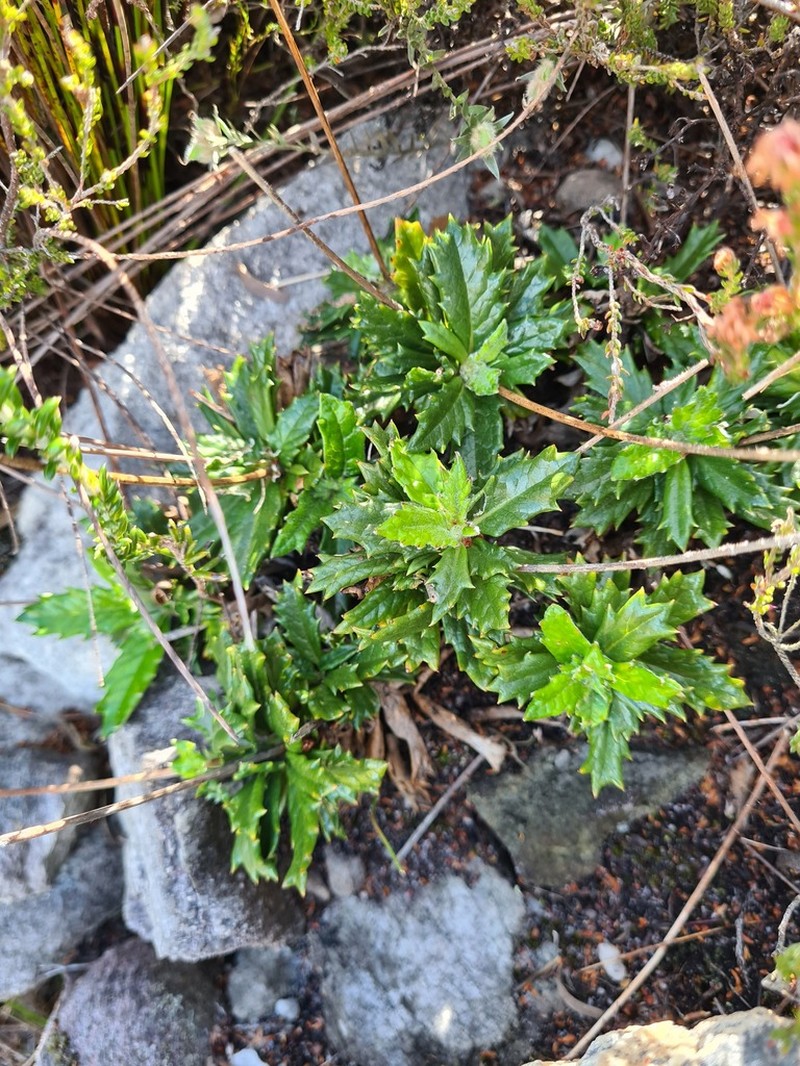Hermas quinquedentata photo 3