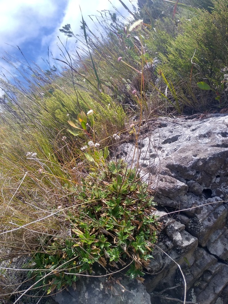 Hermas quinquedentata photo 5