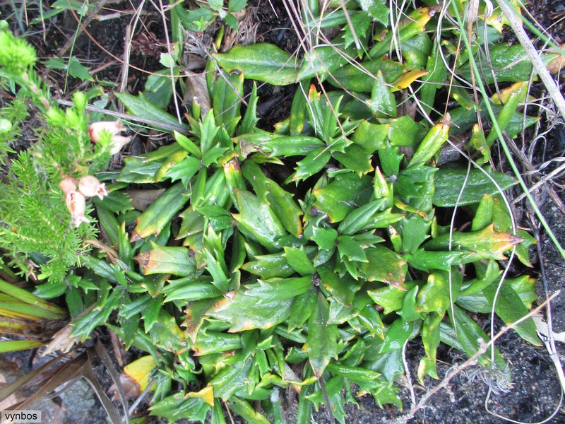 Hermas quinquedentata photo 6