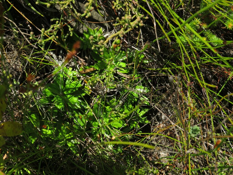 Hermas quinquedentata photo 7