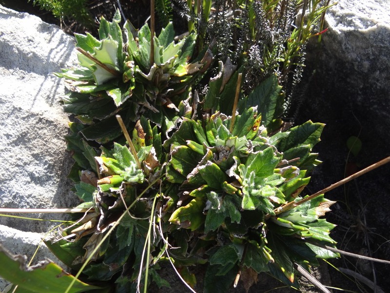 Hermas quinquedentata photo 8