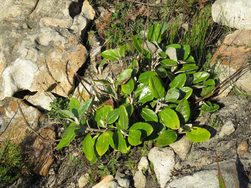 Hermas villosa