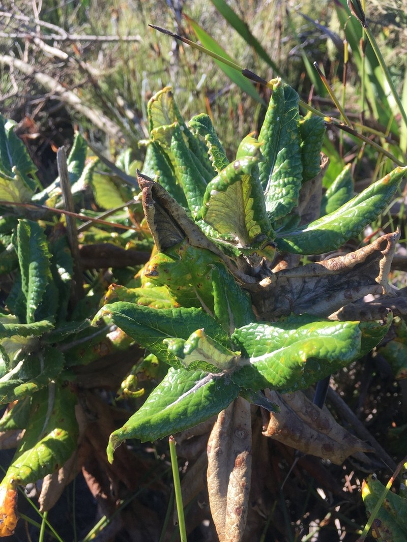 Hermas villosa photo 2