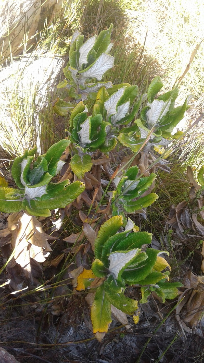 Hermas villosa photo 3