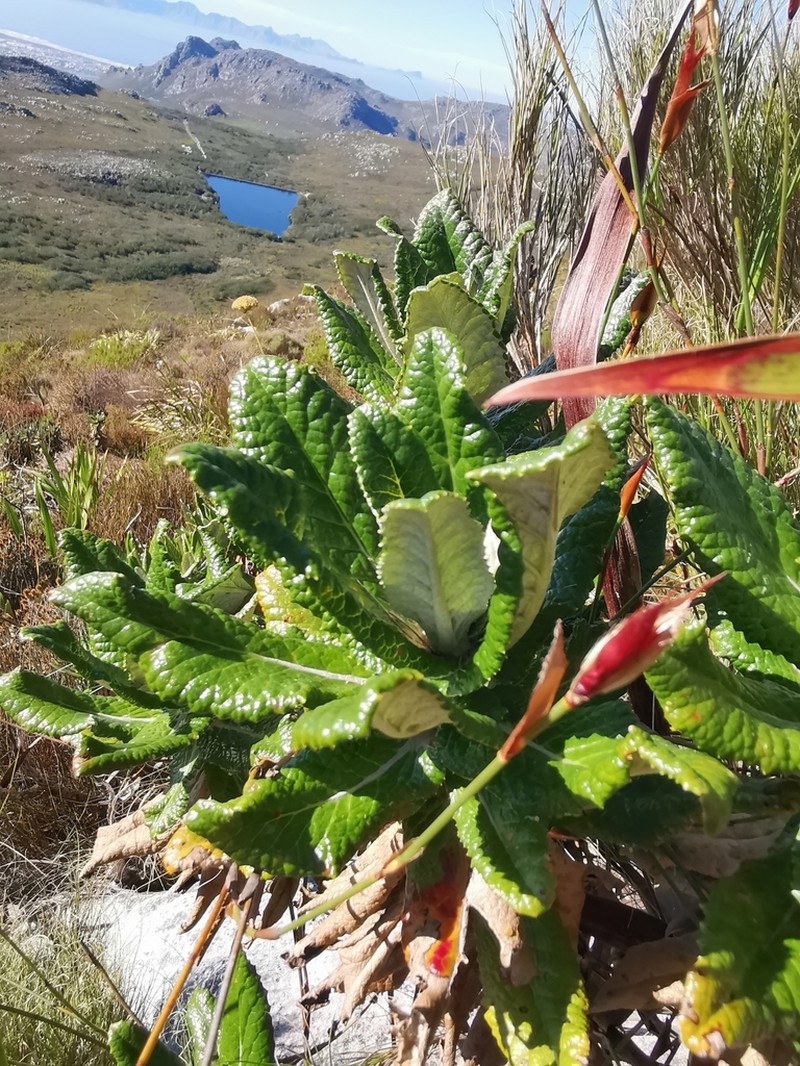 Hermas villosa photo 4