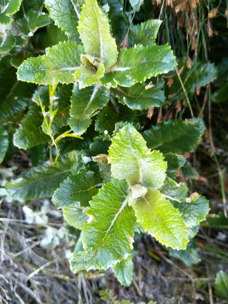 Hermas villosa photo 6
