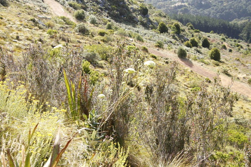 Hermas villosa photo 8