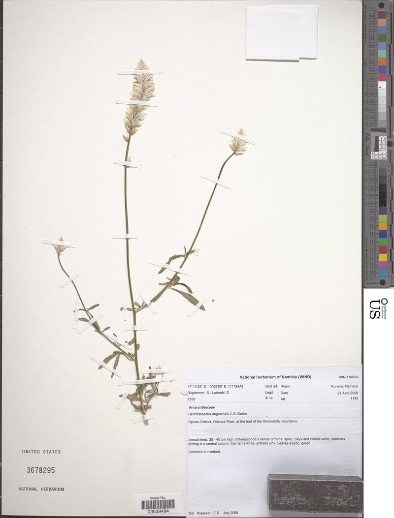 Hermbstaedtia angolensis