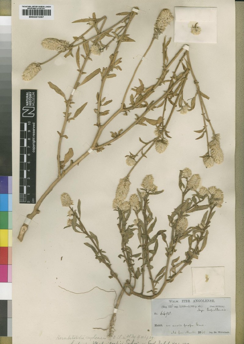 Hermbstaedtia angolensis photo 2