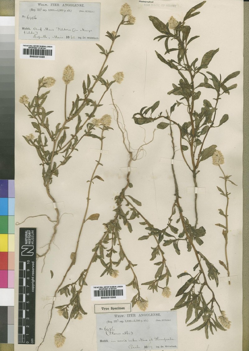 Hermbstaedtia angolensis photo 3