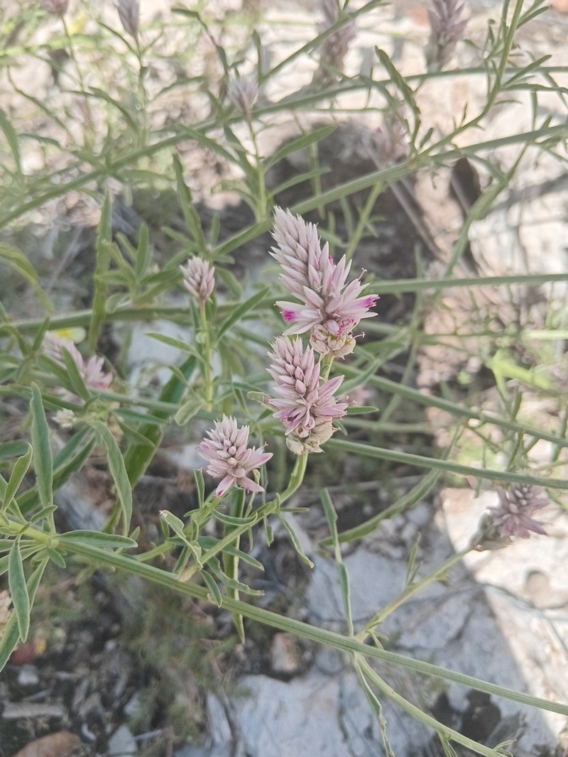 Hermbstaedtia argenteiformis