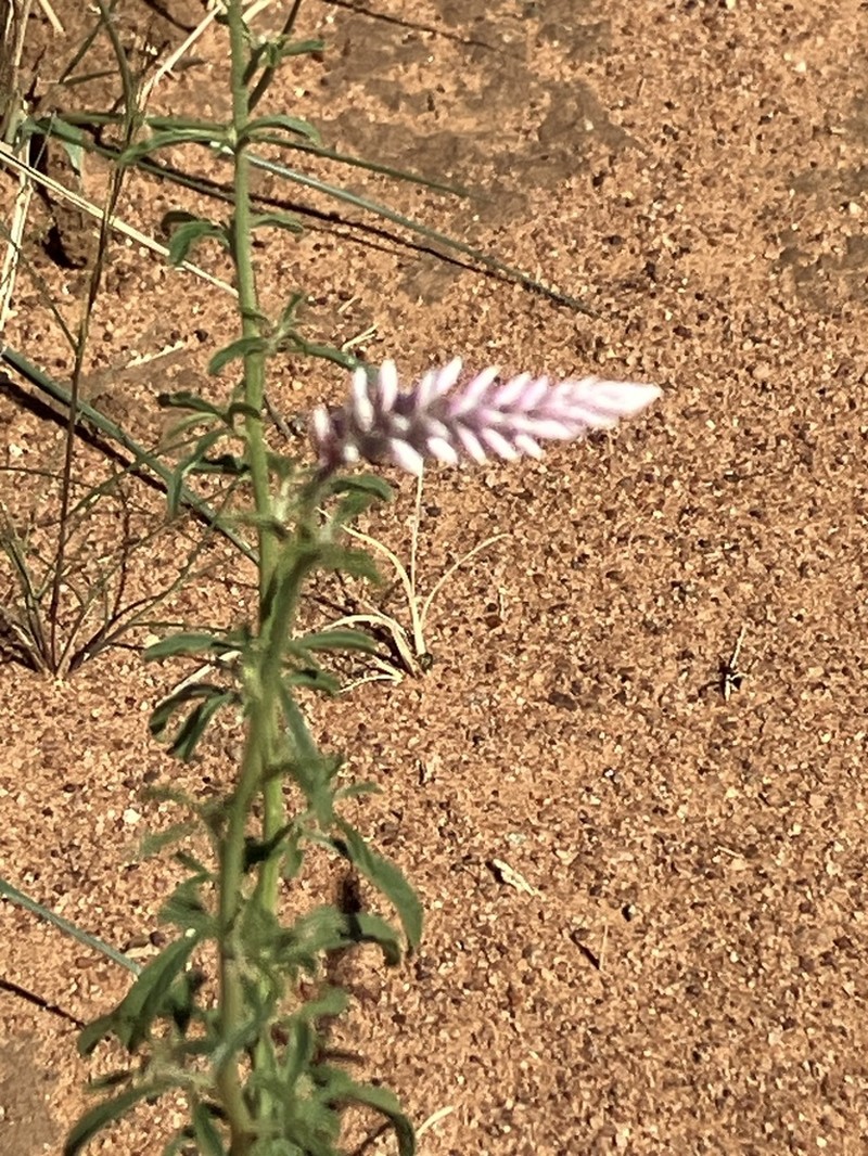 Hermbstaedtia argenteiformis photo 2