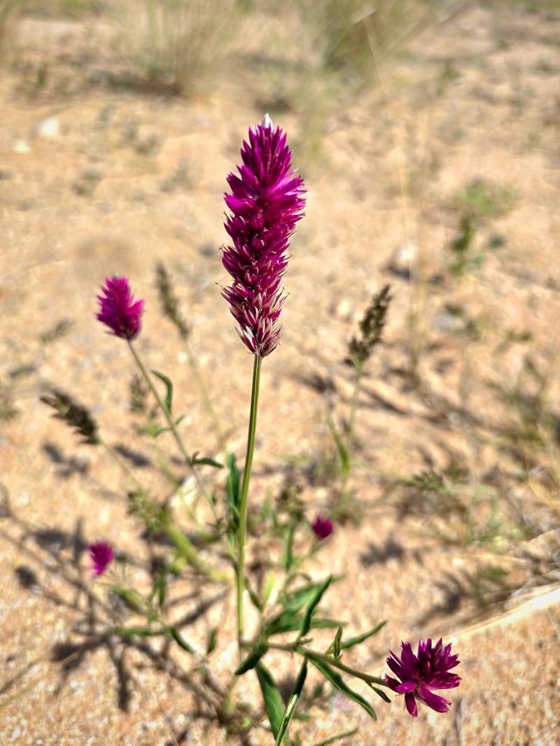 Hermbstaedtia argenteiformis photo 3
