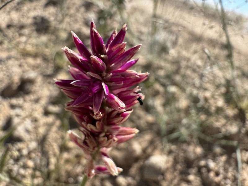 Hermbstaedtia argenteiformis photo 4