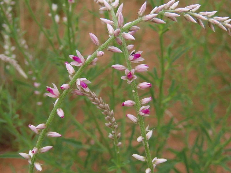 Hermbstaedtia argenteiformis photo 5