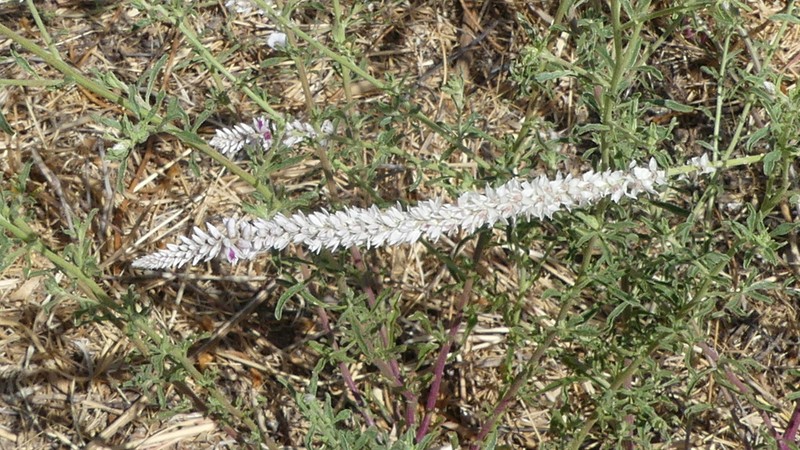 Hermbstaedtia argenteiformis photo 7