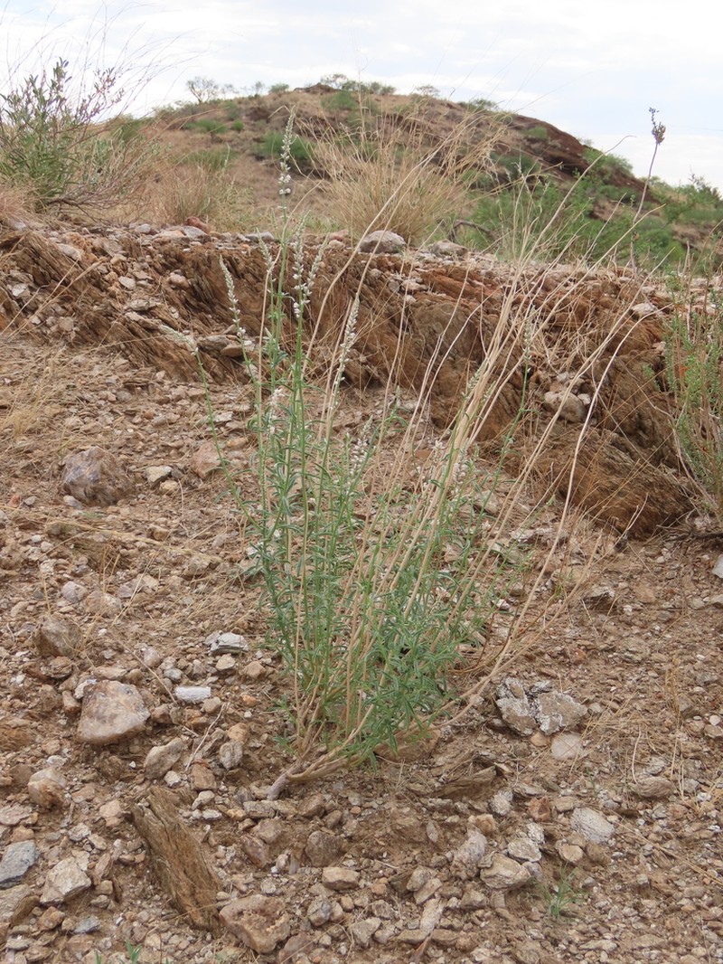 Hermbstaedtia argenteiformis photo 8