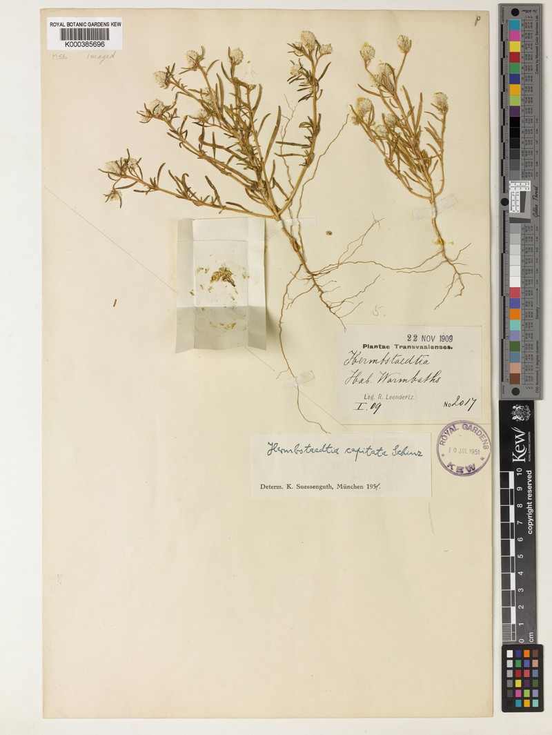 Hermbstaedtia capitata photo 2