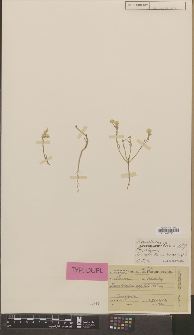 Hermbstaedtia capitata photo 4
