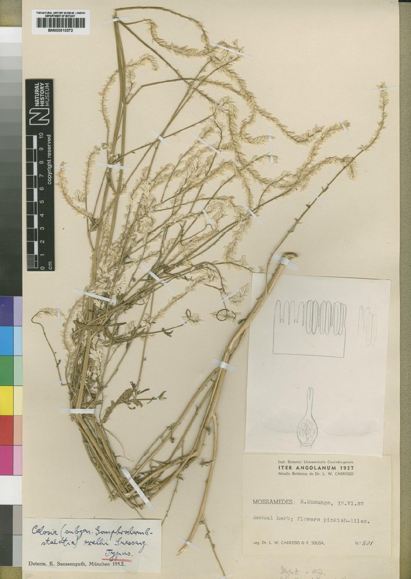 Hermbstaedtia exellii
