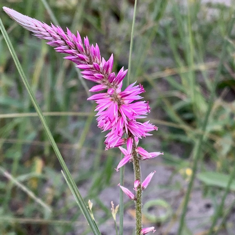 Hermbstaedtia fleckii photo 2
