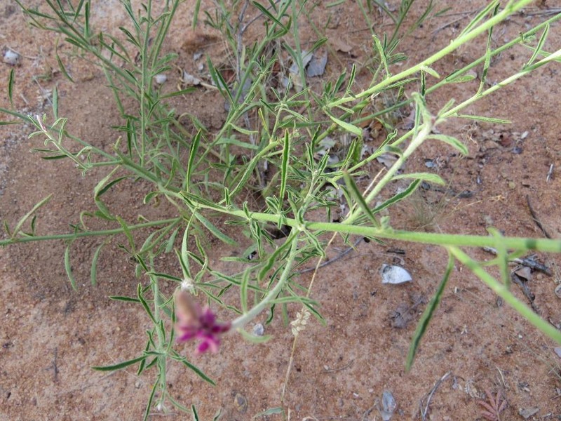 Hermbstaedtia fleckii photo 3