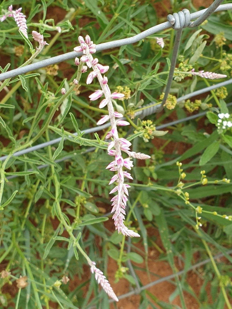Hermbstaedtia fleckii photo 4