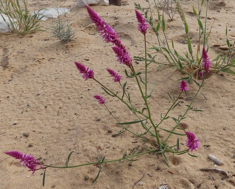 Hermbstaedtia fleckii photo 5