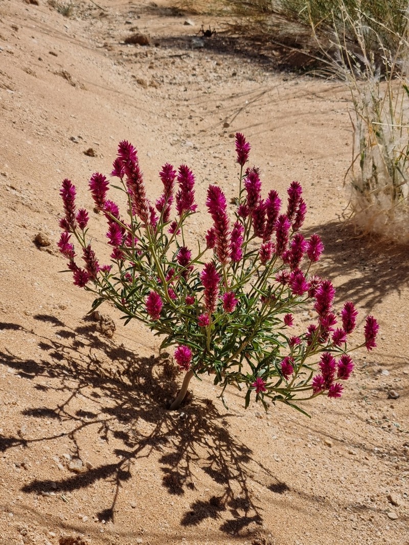 Hermbstaedtia fleckii photo 6