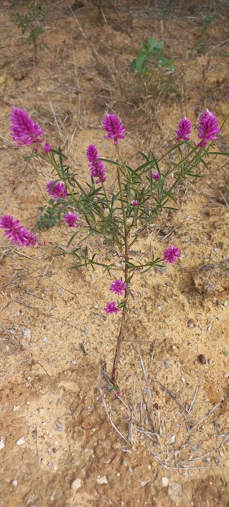 Hermbstaedtia fleckii photo 7