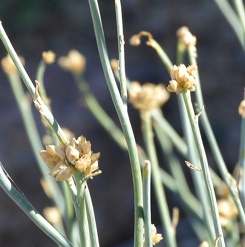 Hermbstaedtia glauca
