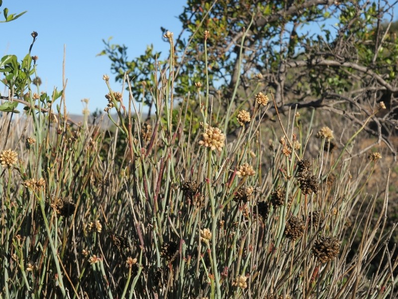 Hermbstaedtia glauca photo 2