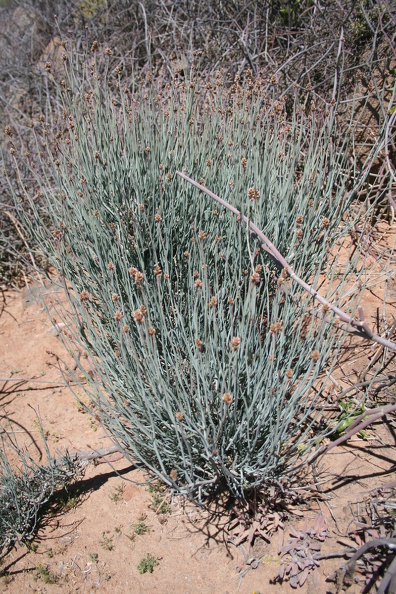 Hermbstaedtia glauca photo 3