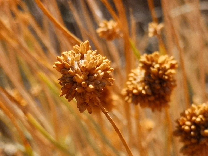 Hermbstaedtia glauca photo 4