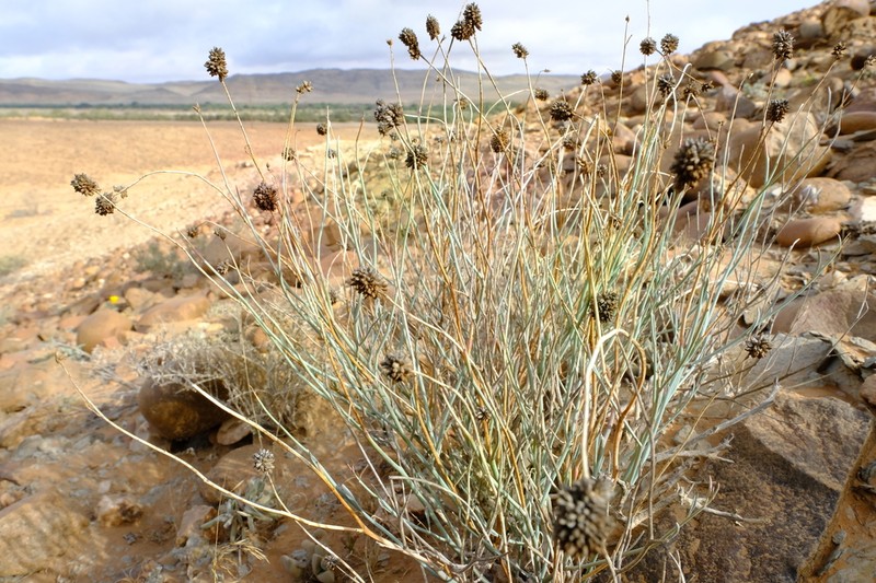 Hermbstaedtia glauca photo 5