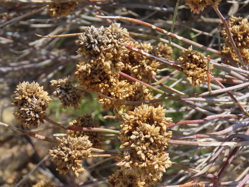 Hermbstaedtia glauca photo 6