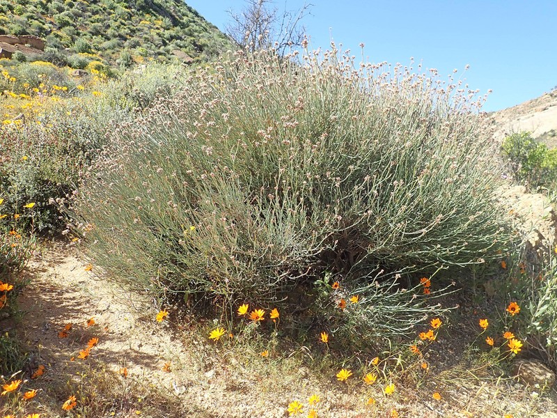 Hermbstaedtia glauca photo 7