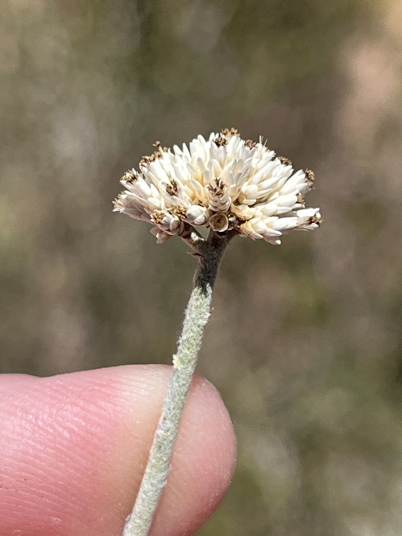 Hermbstaedtia glauca photo 8