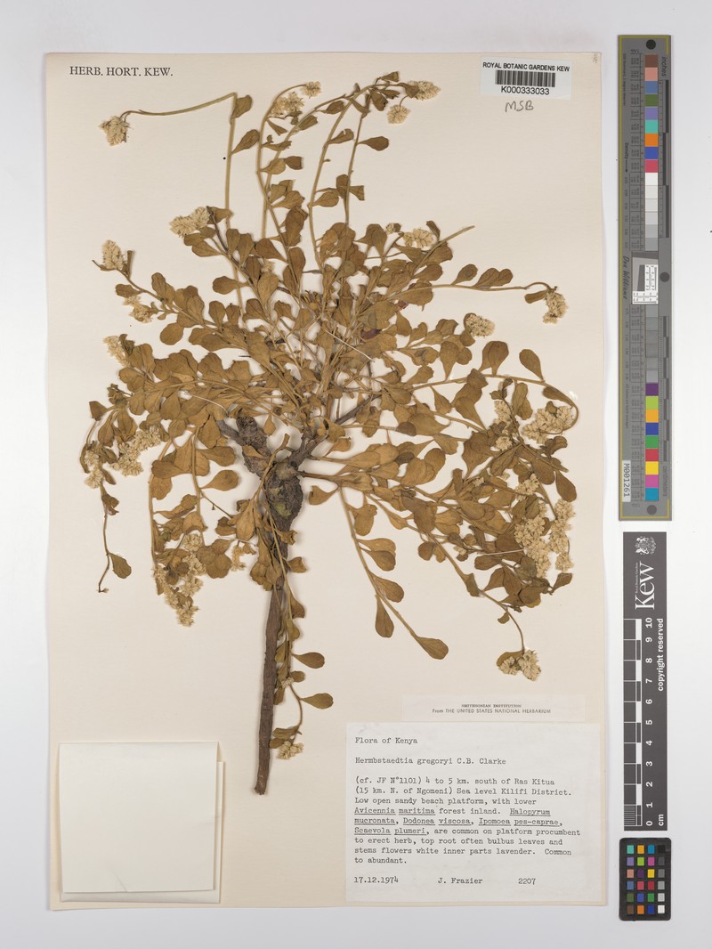 Hermbstaedtia gregoryi photo 2