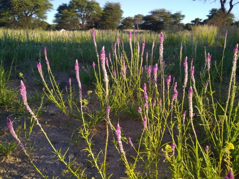 Hermbstaedtia linearis photo 2