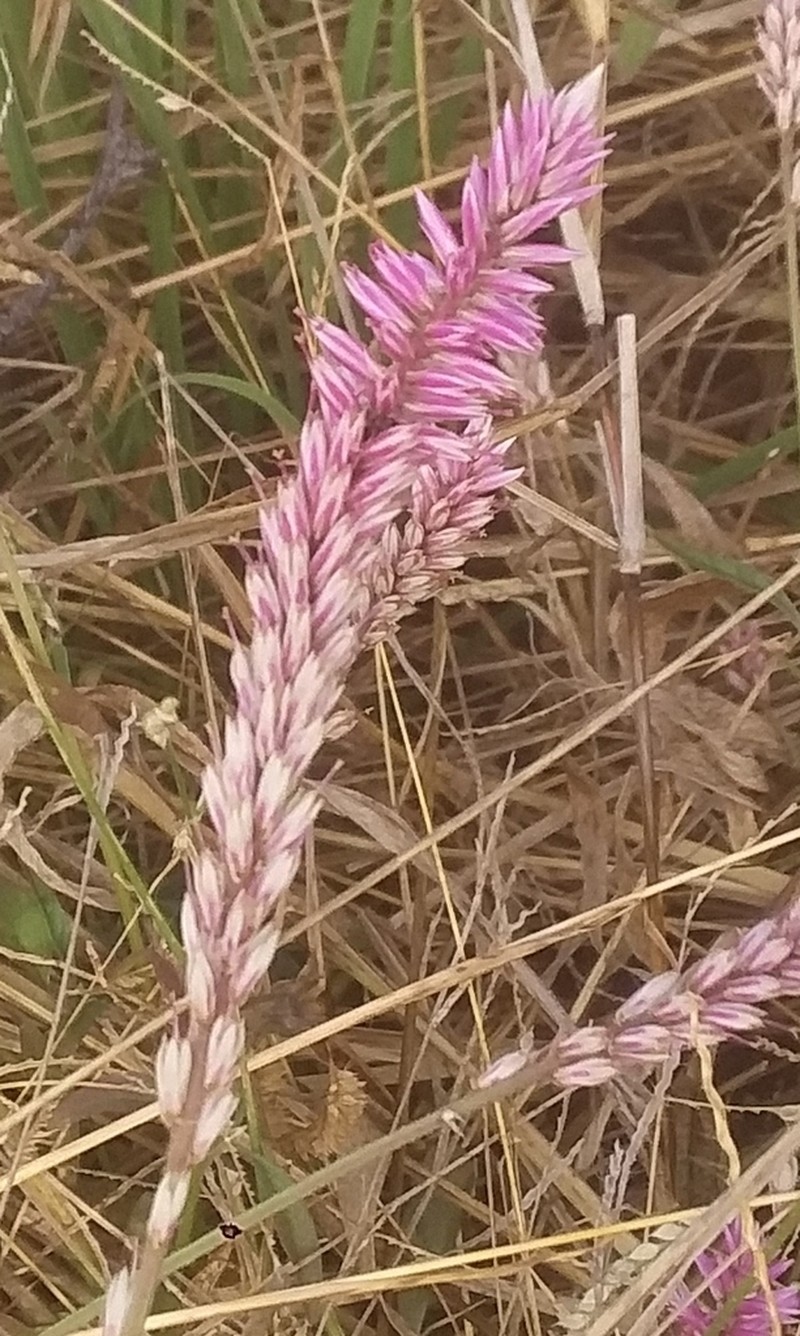 Hermbstaedtia linearis photo 3