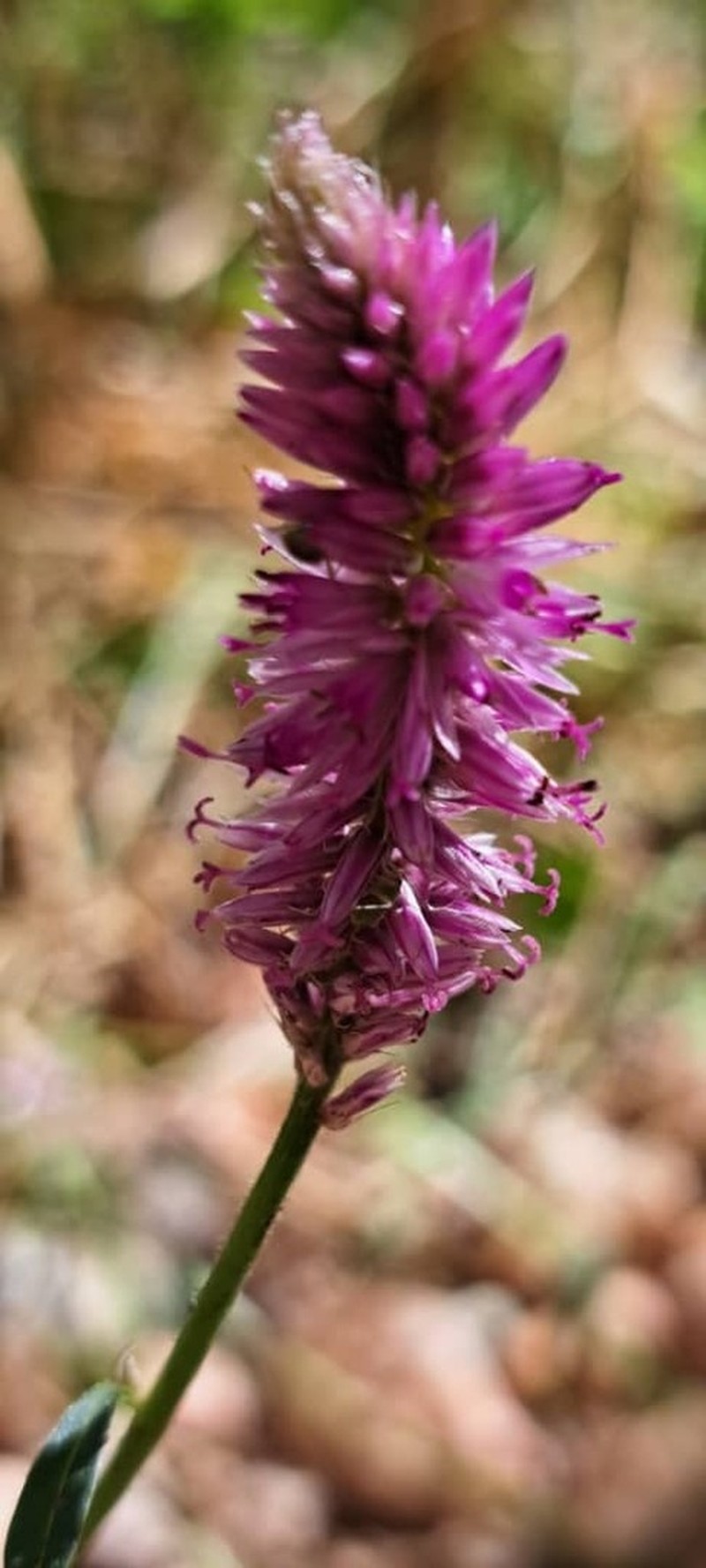 Hermbstaedtia linearis photo 4