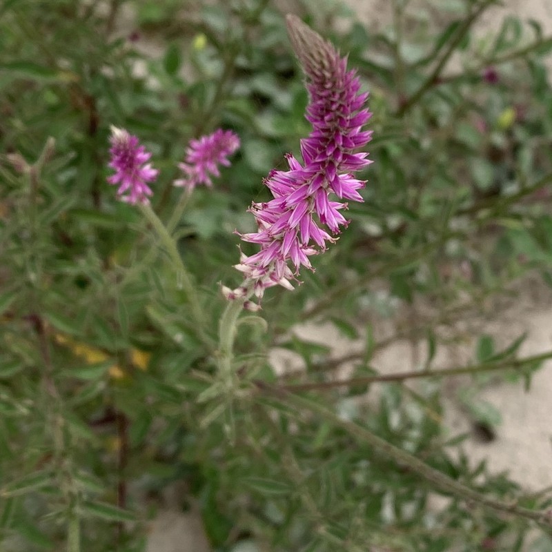 Hermbstaedtia linearis photo 5