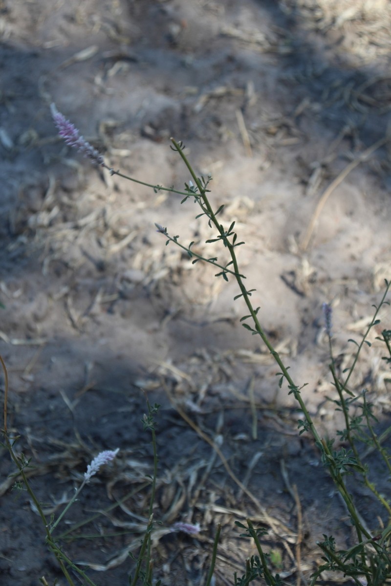 Hermbstaedtia linearis photo 6